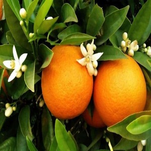 Πορτοκάλια-Ενίσχυση της Μνήμης